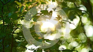 Rich green leaves of a tree waving in wind