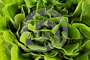 Rich green lush foliage spinach as background. Healthy summer raw food backdrop.