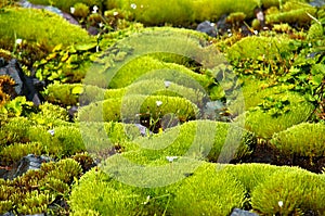 Rich green moss and small white flowers. photo