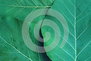 Rich green rim light leaf texture see through symmetry vein structure, beautiful nature texture background concept