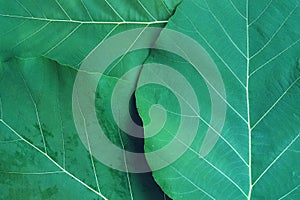 Rich green rim light leaf texture see through symmetry vein structure, beautiful nature texture background concept photo