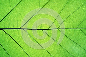Rich green rim light leaf texture see through symmetry vein structure, beautiful nature texture background concept photo
