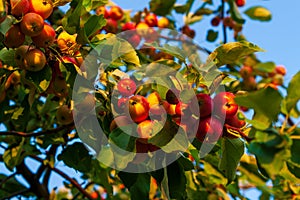 A rich harvest of apples. A branch with ripe apples