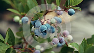 Rich harvest blueberry bush. Fresh ripe organic blueberries - great bilberry plant growing in garden, summer day. Diet