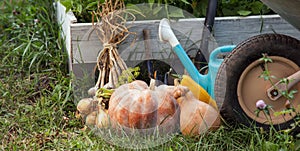 Rich Harvest in the Garden of the high beds and Garden Tools Pu