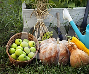 Rich Harvest in the Garden of the high beds and Garden Tools (Pu