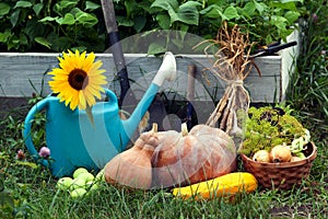 Rich Harvest in the Garden of the high beds and Garden Tools Pu