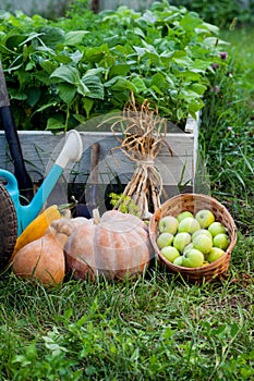 Rich Harvest in the Garden of the high beds and Garden Tools Pu