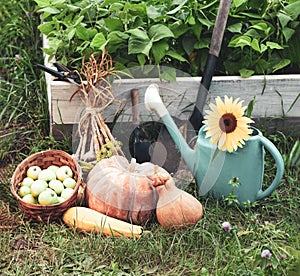 Rich Harvest in the Garden of the high beds and Garden Tools Pumpkin, Apples, Onions, Garlic, Carrots, cucumbers