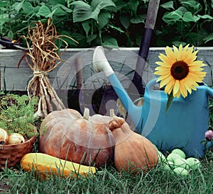 Rich Harvest in the Garden of the high beds and Garden Tools Pumpkin, Apples, Onions, Garlic, Carrots, cucumbers