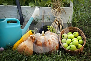 Rich Harvest in the Garden of the high beds and Garden Tools (Pumpkin, Apples, Onions, Garlic, Carrots, cucumbers)