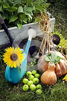 Rich Harvest in the Garden of the high beds and Garden Tools (Pumpkin, Apples, Onions, Garlic, Carrots, cucumbers)