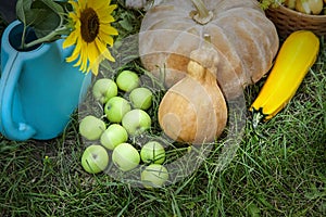 Rich Harvest in the Garden of the high beds and Garden Tools (Pumpkin, Apples, Onions, Garlic, Carrots, cucumbers)