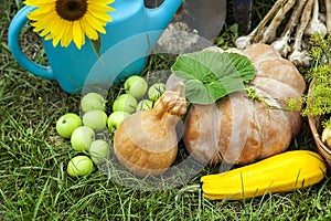 Rich Harvest in the Garden of the high beds and Garden Tools (Pumpkin, Apples, Onions, Garlic, Carrots, cucumbers)