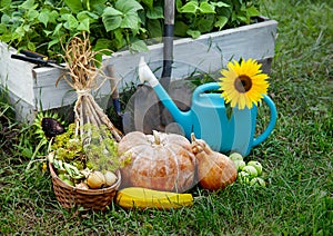 Rich Harvest in the Garden of the high beds and Garden Tools (Pumpkin, Apples, Onions, Garlic, Carrots, cucumbers)