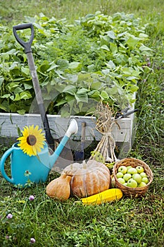 Rich Harvest in the Garden of the high beds and Garden Tools (Pumpkin, Apples, Onions, Garlic, Carrots, cucumbers)