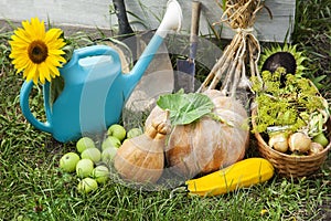 Rich Harvest in the Garden of the high beds and Garden Tools (Pumpkin, Apples, Onions, Garlic, Carrots, cucumbers)