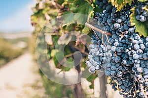 Rich harvest of grapes in Provence - Luberon