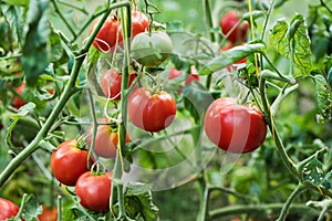 Rich harvest of red tomatoes in the greenhouse growing in organic farm