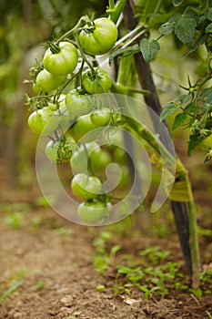 Rich harvest of tomatos