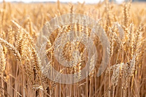 Rich harvest wheat field. Ears of golden wheat closeup