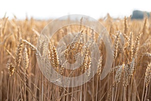 Rich harvest wheat field. Ears of golden wheat closeup