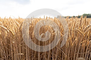 Rich harvest wheat field. Ears of golden wheat closeup