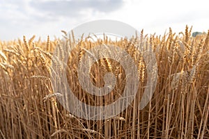 Rich harvest wheat field. Ears of golden wheat closeup