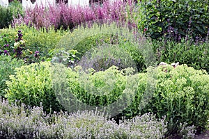 A rich herbal garden with perennials photo