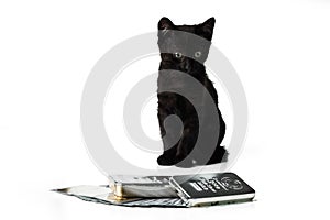 Rich kitten. A black kitten sits near the gold and silver bars and cash dollars.