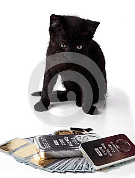 Rich kitten. A black kitten sits near gold and silver bars and coins and cash dollars.