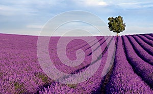 Lavanda solitario un árbol 