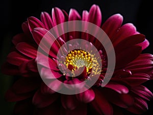 Rich magenta and maroon tones illuminating the center of a vibrant daisy in a close up. Trendy color of 2023 Viva