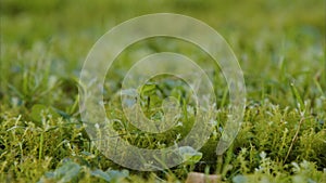 rich moss growing on lawn in garden