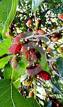 Rich Mulberry Harvest: Berries and Leaves