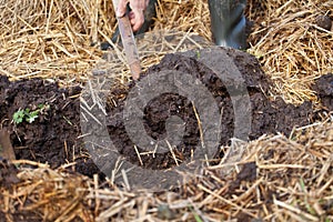 Rich organic mulch from manure and straw.