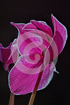 Rich Pink Cyclamen Blossoms