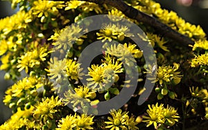 Spring Bloom Series - Aeonium - Crassulaceae photo