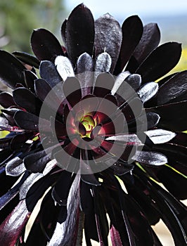 Spring Bloom Series - Aeonium - Crassulaceae photo