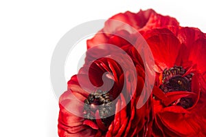 Rich red buttercup flowers closeup as decorative border isolated on white background. Elegance spring bouquet.