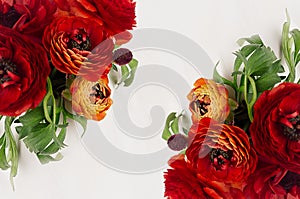 Rich red buttercup flowers with green leaves top view as decorative border on white background. Elegance spring bouquet.