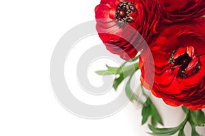 Rich red buttercup flowers with green leaves top view on soft white wooden table. Elegance spring bouquet.