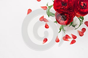 Rich red buttercup flowers in vase with petals top view on soft white wooden table. Elegance spring bouquet.