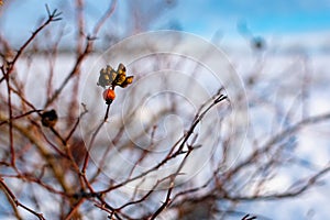 Rich red rosehip berries on the background of cold white snow, grow in a large group on the branches of a bushy rose and winter un