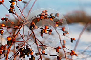 Rich red rosehip berries on the background of cold white snow, grow in a large group on the branches of a bushy rose and winter un