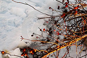 Rich red rosehip berries on the background of cold white snow, grow in a large group on the branches of a bushy rose and winter un