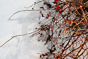 Rich red rosehip berries on the background of cold white snow, grow in a large group on the branches of a bushy rose and winter un