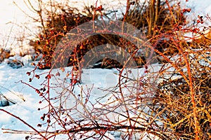 Rich red rosehip berries on the background of cold white snow, grow in a large group on the branches of a bushy rose and winter un