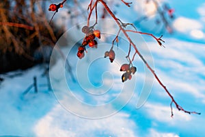 Rich red rosehip berries on the background of cold white snow, grow in a large group on the branches of a bushy rose and winter un