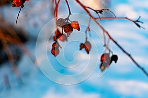 Rich red rosehip berries on the background of cold white snow, grow in a large group on the branches of a bushy rose and winter un